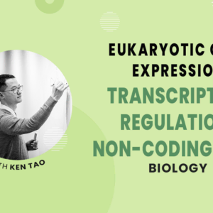 Transcription Factors and Non-Coding RNAs - MCAT Biology